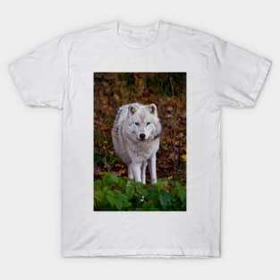 Arctic Wolf T-Shirt